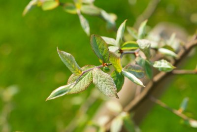 Photinia parvifolia - blýskalka drobnokvětá - list jaro